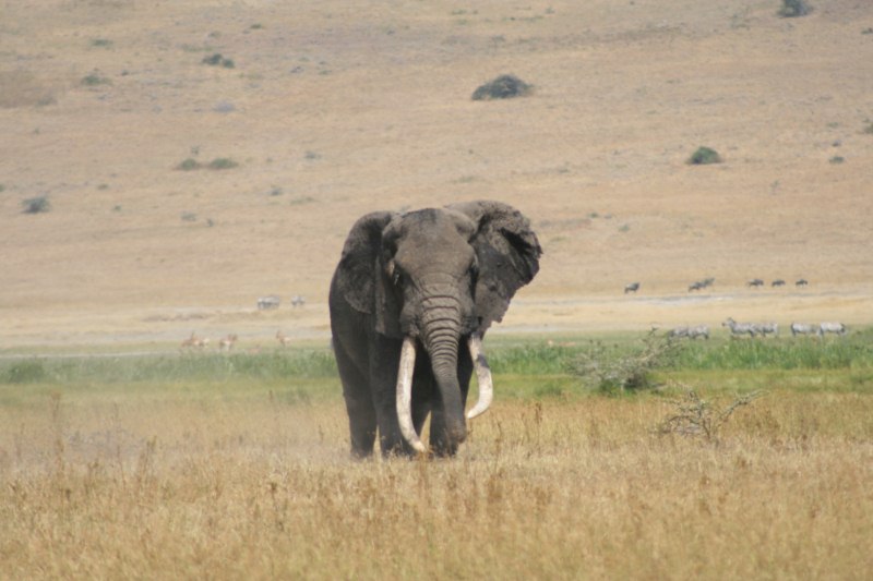 Kruger Park